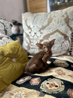 Photo №1. oriental shorthair - à vendre en ville de Neyenkirchen | 450€ | Annonce № 166306