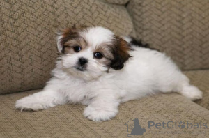 Photo №3. MOOIE Shih Tzu-Puppy Klaar Voor Herplaatsing Bij Elke Dierenliefhebber. Pologne