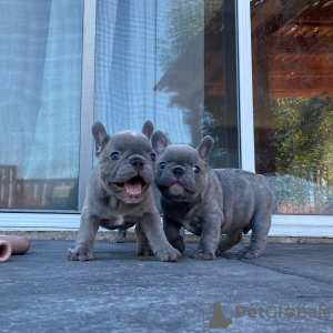 Photo №3. Beaux chiots bouledogue français à vendre. Pologne