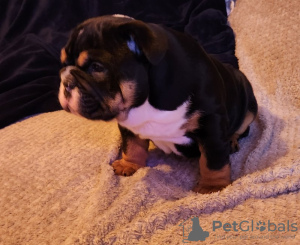 Photo №4. Je vais vendre bulldog anglais en ville de Austin. éleveur - prix - 1514€