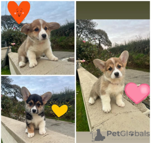 Photo №1. welsh corgi - à vendre en ville de Ginsheim-gustavsburg | 350€ | Annonce №154598