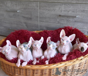 Photo №2 de l'annonce № 133358 de la vente elf - acheter à Espagne annonce privée, éleveur