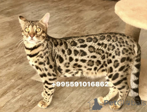 Photo №4. Je vais vendre  en ville de Батуми. de la fourrière, éleveur - prix - 1594€