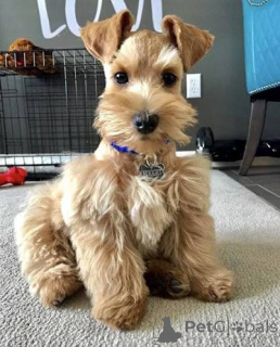 Photo №2 de l'annonce № 173097 de la vente schnauzer géant - acheter à La Grande-Bretagne annonce privée, éleveur