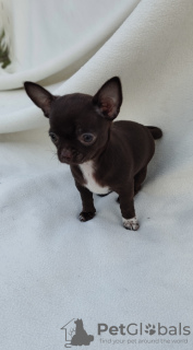 Photo №3. Fille Chihuahua. Pologne