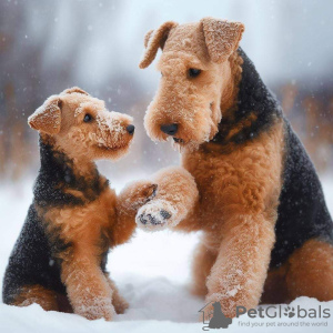 Photo №1. welsh terrier - à vendre en ville de Kruševac | négocié | Annonce №109368