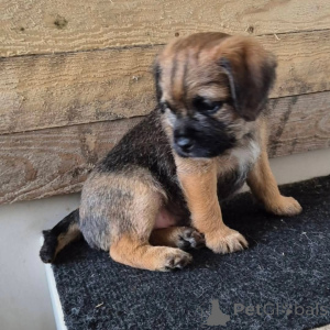Photo №4. Je vais vendre border terrier en ville de Vilnius. annonce privée, éleveur - prix - 850€