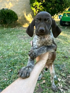 Photo №1. chien d'arrêt allemand à poil long - à vendre en ville de Гамбург | 600€ | Annonce №120853