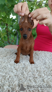 Photo №3. Chiot Pinscher nain. Biélorussie