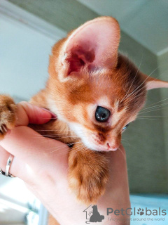 Photo №2 de l'annonce № 23679 de la vente abyssin - acheter à Estonie de la fourrière