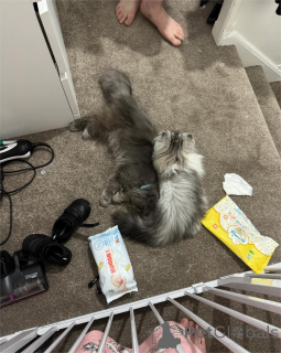 Photo №2 de l'annonce № 154213 de la vente munchkin - acheter à Allemagne 