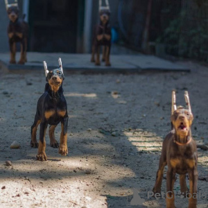 Photo №1. dobermann - à vendre en ville de Leipzig | 900€ | Annonce №146463