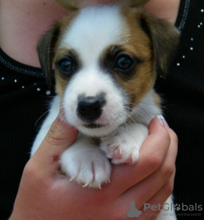 Photo №2 de l'annonce № 56590 de la vente jack russell terrier - acheter à Allemagne annonce privée