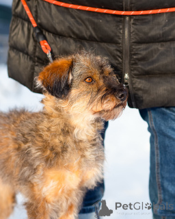 Photo №4. Je vais vendre chien bâtard en ville de Saint-Pétersbourg. annonce privée - prix - Gratuit
