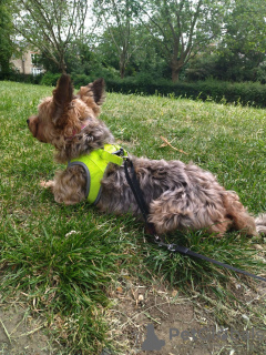 Photo №2 de l'annonce № 71599 de la vente  - acheter à La Grande-Bretagne annonce privée