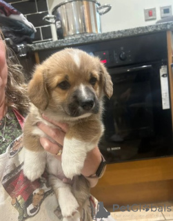 Photo №4. Je vais vendre welsh corgi en ville de Berlin. éleveur - prix - négocié