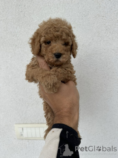 Photo №3. MINI APRICOT POODLE!. Serbie