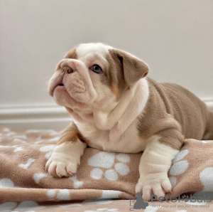 Photo №2 de l'annonce № 112248 de la vente bulldog anglais - acheter à Hongrie annonce privée