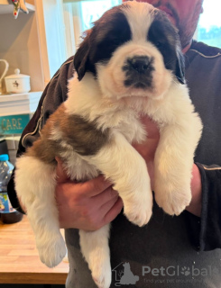 Photo №4. Je vais vendre lévrier whippet en ville de Edinburgh. annonce privée - prix - Gratuit