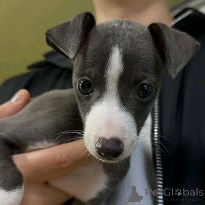 Photo №2 de l'annonce № 139072 de la vente lévrier greyhound - acheter à Allemagne éleveur