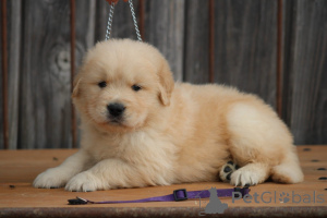 Photo №2 de l'annonce № 173994 de la vente golden retriever - acheter à Allemagne 