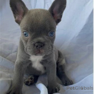 Photo №2 de l'annonce № 163568 de la vente  - acheter à Ukraine 