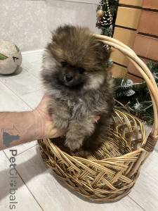 Photo №3. Chiot Spitz. Fédération de Russie