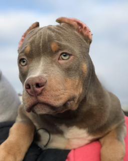 Photo №3. American Bully Puppies. Fédération de Russie