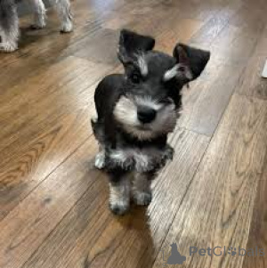 Photo №2 de l'annonce № 165707 de la vente schnauzer miniature - acheter à La Grande-Bretagne annonce privée, éleveur