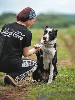 Photo №4. Je vais vendre chien bâtard en ville de Moskova. annonce privée - prix - Gratuit
