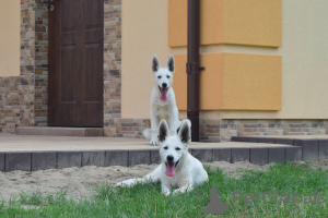 Photo №3. Berger Blanc Suisse. Pologne
