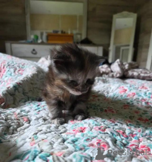 Photo №2 de l'annonce № 176004 de la vente maine coon - acheter à Allemagne 
