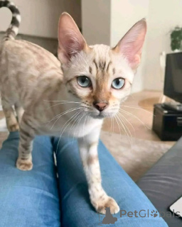 Photo №2 de l'annonce № 147420 de la vente  - acheter à USA éleveur