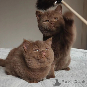 Photo №2 de l'annonce № 169410 de la vente british shorthair - acheter à Suisse éleveur