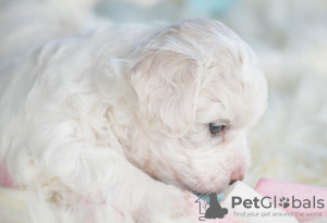 Photos supplémentaires: Chiots Bichon Frison