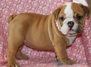 Photo №1. bulldog anglais - à vendre en ville de Paris | négocié | Annonce №178602