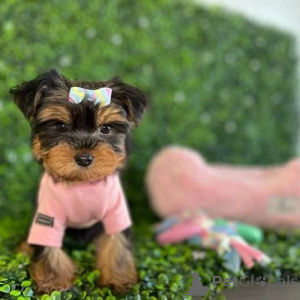 Photo №1. yorkshire terrier - à vendre en ville de Atlantique | Gratuit | Annonce №149976