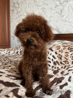 Photo №1. chien bâtard - à vendre en ville de Kiev | 1000€ | Annonce №155618