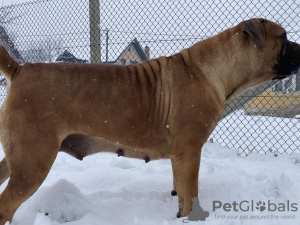 Photos supplémentaires: Chiots Boerboel Mastiff sud-africains