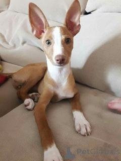 Photo №2 de l'annonce № 157827 de la vente chien de garenne portugais - acheter à Allemagne de l'abri, éleveur