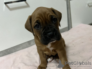 Photo №1. boxer - à vendre en ville de Arpela | 330€ | Annonce №72018