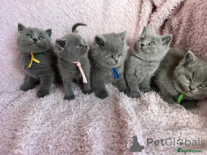 Photo №1. british shorthair - à vendre en ville de Berlin | 266€ | Annonce № 153521