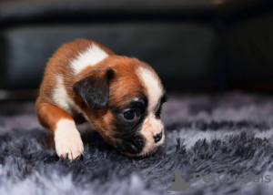 Photo №4. Je vais vendre boxer en ville de Much. annonce privée - prix - 850€