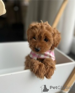 Photo №2 de l'annonce № 167866 de la vente caniche (jouet) - acheter à Ukraine annonce privée
