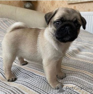 Photo №3. Chiot carlin disponible à l'adoption. Malte