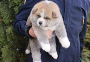 Photo №3. Les chiots japonais Akita Inu achètent un chien. Ukraine