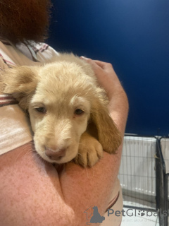 Photo №4. Je vais vendre golden retriever en ville de Eisenach. éleveur - prix - 300€