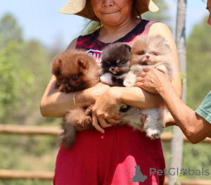 Photo №1. spitz nain - à vendre en ville de Centras Eldership | négocié | Annonce №159864