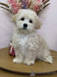 Photo №1. maltipu - à vendre en ville de Calw | négocié | Annonce №158006