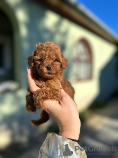 Photo №1. caniche (jouet) - à vendre en ville de Savino Selo | négocié | Annonce №127696